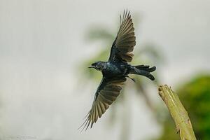 pássaro fotografia, pássaro foto, a maioria lindo pássaro fotografia, natureza fotografia foto