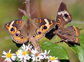 monarca, lindo borboleta fotografia, lindo borboleta em flor, macro fotografia, lindo natureza foto