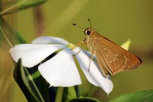 monarca, lindo borboleta fotografia, lindo borboleta em flor, macro fotografia, lindo natureza foto