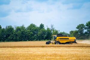 especial máquina colheita colheita dentro Campos, agrícola Tecnico dentro Ação. maduro colheita conceito. colheita panorama. cereal ou trigo reunião. pesado maquinaria, azul céu acima campo foto