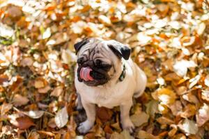 retrato do uma pug cachorro sentado dentro a outono parque em amarelo folhas contra a fundo do árvores e outono floresta. cachorro mostra língua foto