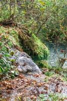 tranquilo pequeno cascata dentro exuberante floresta com coberto de musgo rochas, caído folhas, e denso vegetação foto