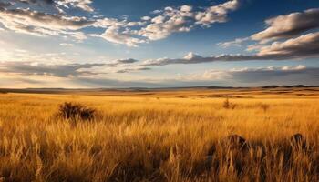 ai gerado dourado trigo Campos brilho debaixo a configuração Sol gerado de ai foto