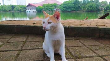 uma branco gato sentado em uma tijolo passarela perto uma lago foto