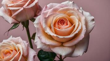 ai gerado lindo Rosa rosas em uma Rosa fundo, fechar-se. foto