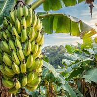 ai gerado grupo do maduro bananas foto