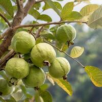 ai gerado maduro goiaba frutas foto