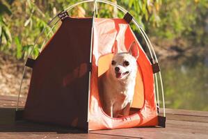 Castanho curto cabelo chihuahua cachorro sentado dentro a laranja acampamento barraca ao ar livre dentro manhã luz solar, sorridente com dele língua fora. animal viagem conceito. foto