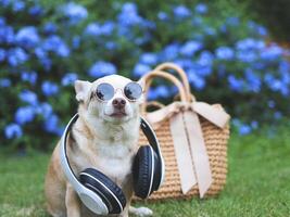 Castanho chihuahua cachorro vestindo oculos de sol e fones de ouvido por aí pescoço sentado com Palha saco em verde Relva dentro a jardim com roxa flores,. seguro viagem com animais. foto