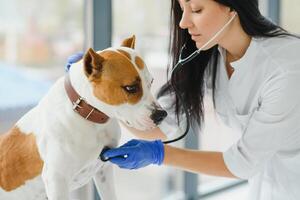 veterinário mulher examinando cachorro batimento cardiaco. foto