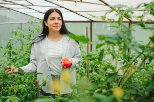 jovem mulher dentro leva Cuidado do fresco vegetal orgânico dentro madeira estilo cesta preparar servindo colheita de uma fofa bonita menina dentro hidropônico fazenda, estufa foto