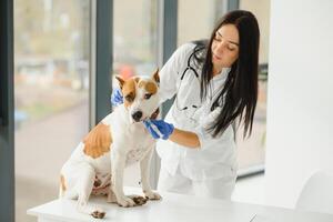 jovem fêmea veterinário levando Cuidado do uma lindo labrador cachorro. foto