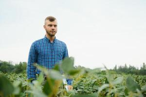 agrônomo inspecionando soja feijão cultivo crescendo dentro a Fazenda campo. agricultura Produção conceito. jovem agrônomo examina soja colheita em campo dentro verão. agricultor em soja campo foto