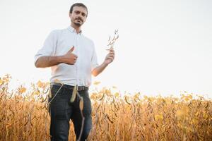 agricultor agrônomo dentro soja campo verificação cultivo antes colheita. orgânico Comida Produção e cultivo. foto