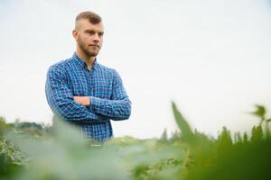 agricultor ou agrônomo examinando verde soja plantar dentro campo foto