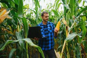 agricultor dentro a campo verificação milho plantas durante uma ensolarado verão dia, agricultura e Comida Produção conceito foto