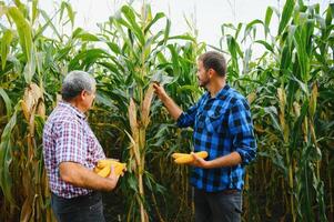 agricultor e a agrônomo trabalhando dentro campo inspecionar amadurecimento milho espigas. dois homem de negocios Verificações amadurecimento do milho espigas. conceito do agrícola negócios. Eu trabalhos Como homem de negocios dentro agricultura foto