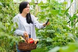 jovem mulher dentro leva Cuidado do fresco vegetal orgânico dentro madeira estilo cesta preparar servindo colheita de uma fofa bonita menina dentro hidropônico fazenda, estufa foto