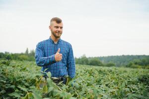 agricultor ou agrônomo examinando verde soja plantar dentro campo foto