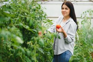 jardinagem e agricultura conceito. jovem mulher Fazenda trabalhador com cesta colheita fresco maduro orgânico legumes. estufa produzir. vegetal Comida Produção. foto