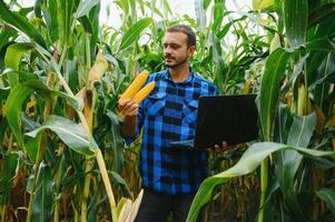 agricultor dentro a campo verificação milho plantas durante uma ensolarado verão dia, agricultura e Comida Produção conceito foto