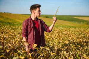 agrônomo inspecionando soja feijão cultivo crescendo dentro a Fazenda campo. agricultura Produção conceito. jovem agrônomo examina soja colheita em campo dentro verão. agricultor em soja campo foto