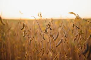 maduro soja vagens, retroiluminado de tarde Sol. soja agricultura foto