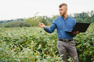 agrônomo inspecionando soja feijão cultivo crescendo dentro a Fazenda campo. agricultura Produção conceito. jovem agrônomo examina soja colheita em campo dentro verão. agricultor em soja campo foto