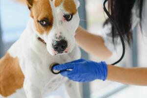 veterinário mulher examinando cachorro batimento cardiaco. foto