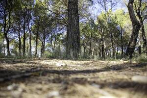 pinho árvores dentro uma floresta foto