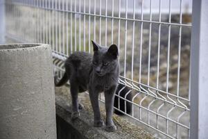 abandonado e triste gato foto