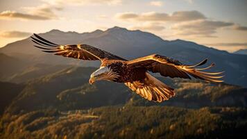 ai gerado Careca águia, Haliaeetus leucocéfalo vôo às pôr do sol dentro a montanhas fundo. liberdade dentro voo. foto