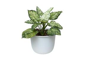 aglaonema folhagem, Primavera neve chinês sempre-verde plantar dentro branco Panela isolado em branco fundo. planta de casa Cuidado conceito. interior plantar. foto