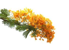 Poinciana régia ou Delonix régia flores isolado em branco fundo. foto