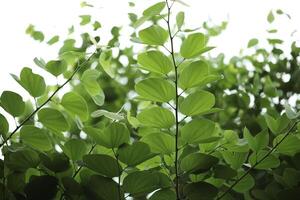 bauhinia purpurea folhas fundo. verde folhas fundo foto