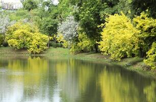 amarelo folhagem refletido dentro ainda lago água foto