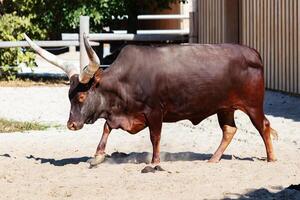 gado watusi. mamífero e mamíferos. mundo terrestre e fauna. fauna e zoologia. foto