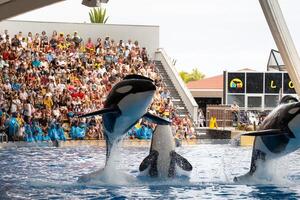 Julho 26, 2019, canário ilhas, Espanha. assassino baleias executar dentro a piscina multidão às loro parque em a ilha do tenerife foto