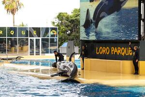 Julho 26, 2019, canário ilhas, Espanha. assassino baleias executar dentro a piscina multidão às loro parque em a ilha do tenerife foto