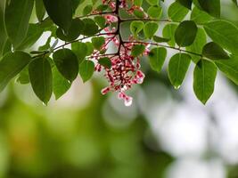 Estrela fruta flores estão ainda orvalho foto