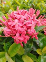 criativo disposição fez do verde folhas e vermelho flores plano deitar natureza conceito. foto ocupado com uma célula telefone Câmera.