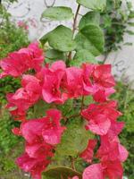 criativo disposição fez do verde folhas e vermelho flores plano deitar natureza conceito. foto ocupado com uma célula telefone Câmera.