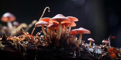 ai gerado fechar-se imagem do uma grupo do cogumelos. molhado noite floresta foto