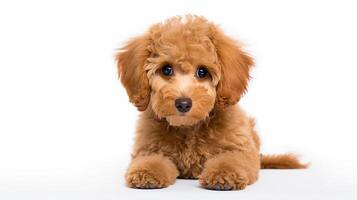 ai gerado maltipoo retrato isolado em branco fundo. doméstico cachorro. foto