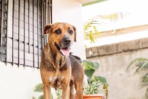 retrato do uma canino animal olhando às Câmera foto