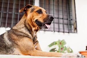 fêmea canino com língua degola fora. foto