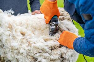 agricultor cisalhamento a ovelha e lã. agrícola agricultura e cisalhamento a ovelha foto