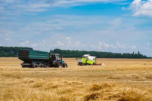 colheita dourado trigo. agrícola transporte dentro a campo. foto