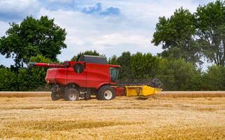 agrícola colheitadeira agricultura trigo. grande vermelho combinar trabalhando dentro a campo. foto