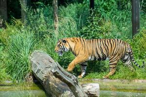 majestoso tigre caminhando de água e vegetação, exibindo Está listrado casaco e poderoso Construir às Londres jardim zoológico. foto
